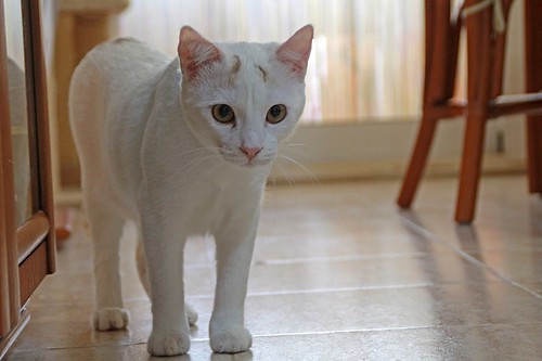 Duende, gato blanco y rubio dulce y tímido esterilizado, nacido en Agosto´21, en adopción. Valencia. ADOPTADO. 52066767325_f836a1bf51