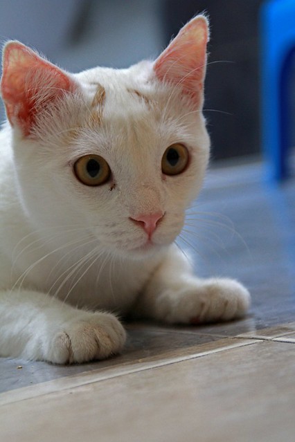 Duende, gato blanco y rubio dulce y tímido esterilizado, nacido en Agosto´21, en adopción. Valencia. ADOPTADO. 52066767570_6890defb56_z