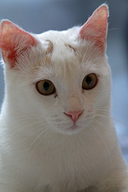 Duende, gato blanco y rubio dulce y tímido esterilizado, nacido en Agosto´21, en adopción. Valencia. ADOPTADO. 52066767685_cee13a7cdc_z