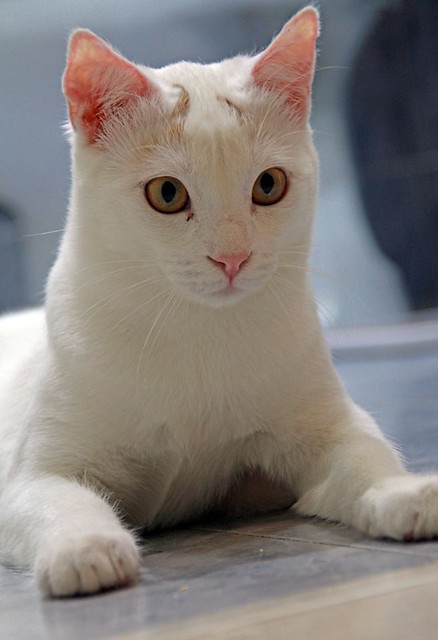 Duende, gato blanco y rubio dulce y tímido esterilizado, nacido en Agosto´21, en adopción. Valencia. ADOPTADO. 52066767690_088fbe3272_z
