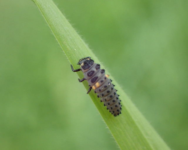 7-spot larva