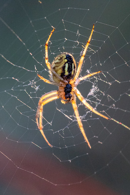 Backlit spider