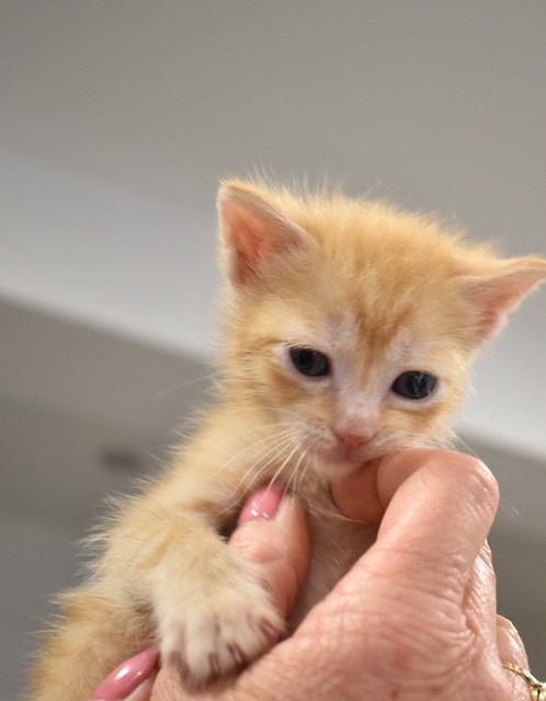 Pepe, gatito rubio muy bueno esterilizado nacido en Abril´22, en adopción. Valencia. ADOPTADO. 52066827835_5339785aca_z