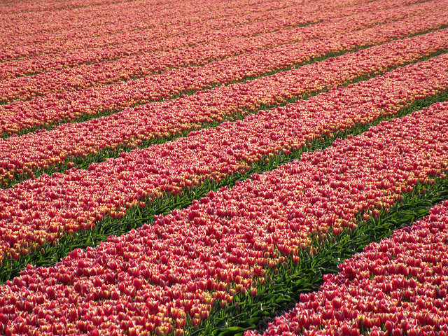 Tulips and more tulips