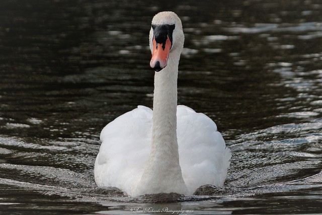 Mute Swan 1