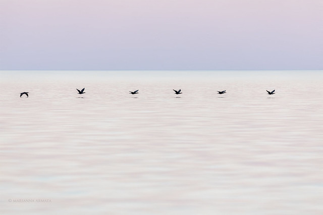 cormorants gliding by a pink sunset