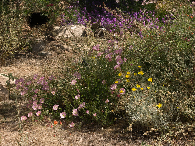 Wildflowers in the tortoise habitat at Tucson Botanical Gardens, May 2022