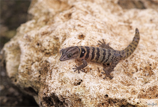 Zapata Big-scaled Gecko (Sphaerodactylus richardi)