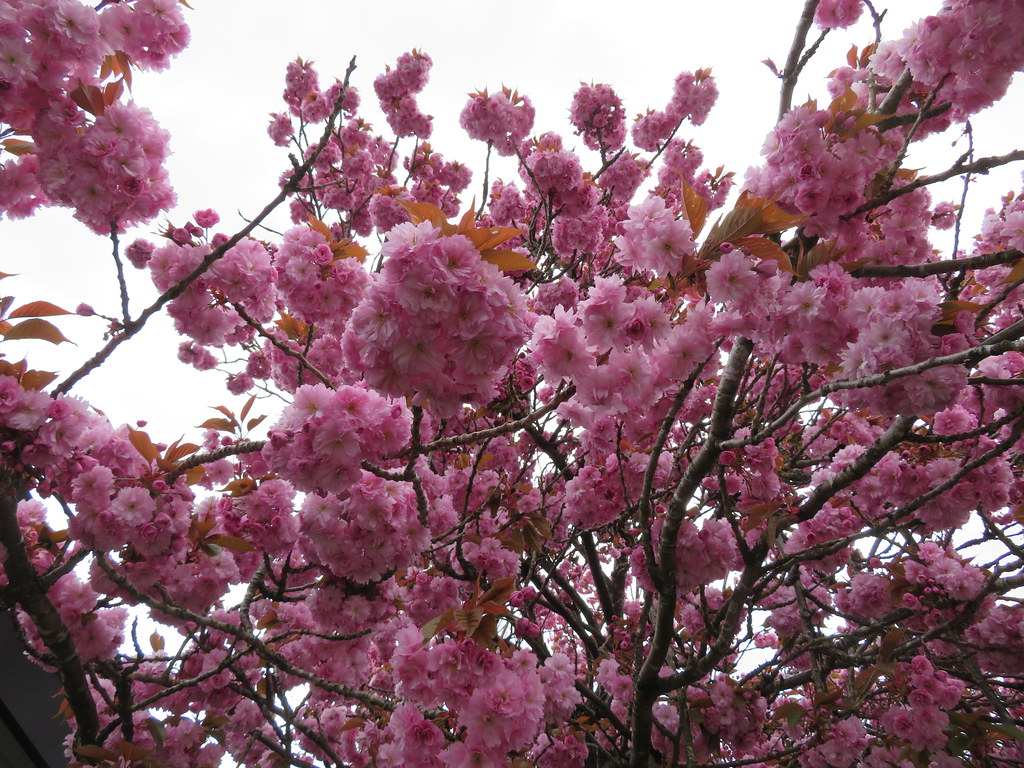 Blossoms in Comox