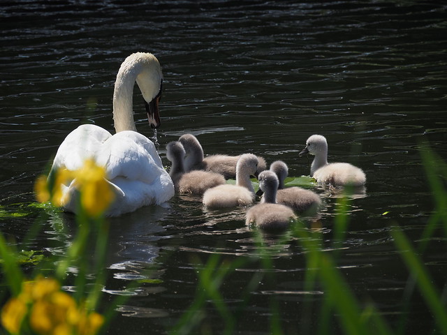 Swan mother with her little ones swimming on the Rotte river