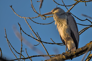 Heron looking at the sunset