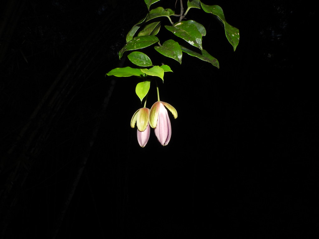Passiflora ambigua Hemsl. "Granadilla"