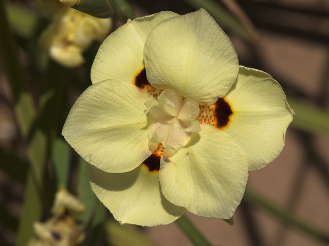 African Iris bloom in the Exhibit Garden, Tucson Botanical Gardens