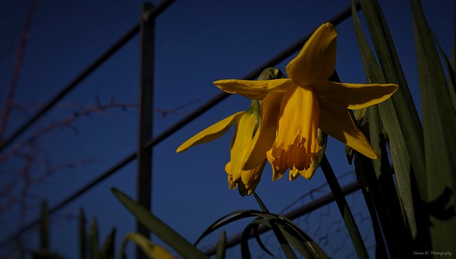[NT] Packwood House. Daffodils