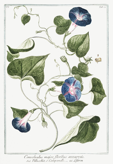 Convolvulus major, floribus azzurreis, Villucchio, o Campanelle, Leferon (ca. 1772 –1793) by Giorgio Bonelli. Original from the The New York Public Library. Digitally enhanced by rawpixel.