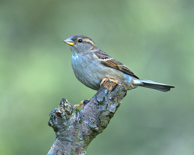 Female House Sparrow (Explored)