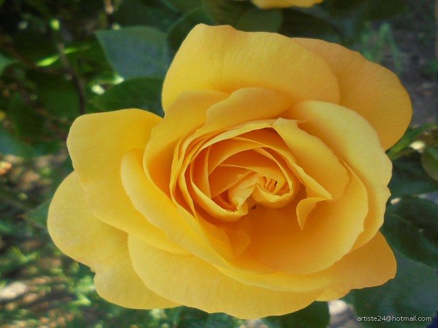 Rose (8)