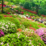 azalea garden