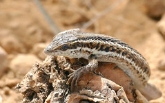 Western Snake-eyed Lizard (Ophisops occidentalis) (Found by Jean NICOLAS)
