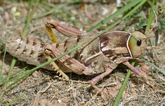Stone Grasshopper (Pamphagus tunetanus)