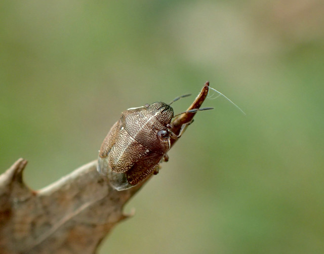 Small Grass Shieldbug