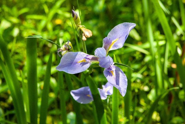 Iris in the Tall Grass