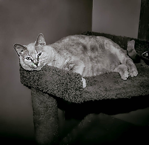 Queen Annie at 12 | by Northwoods Apparition