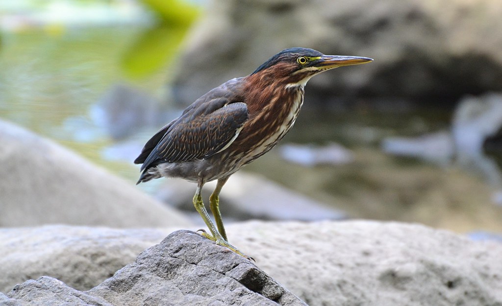 Green Heron (a lifer for me) In Explore May 12, 2022