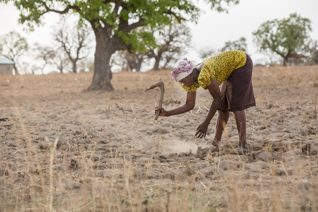 迦納北部的一位農民在受乾旱影響的玉米地裡嘗試耕種。圖片來源：Jake Lyell／Alamy