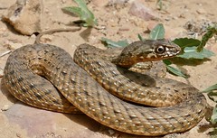 Eastern Montpellier Snake (Malpolon insignitus) female ... (Found by Jean NICOLAS)