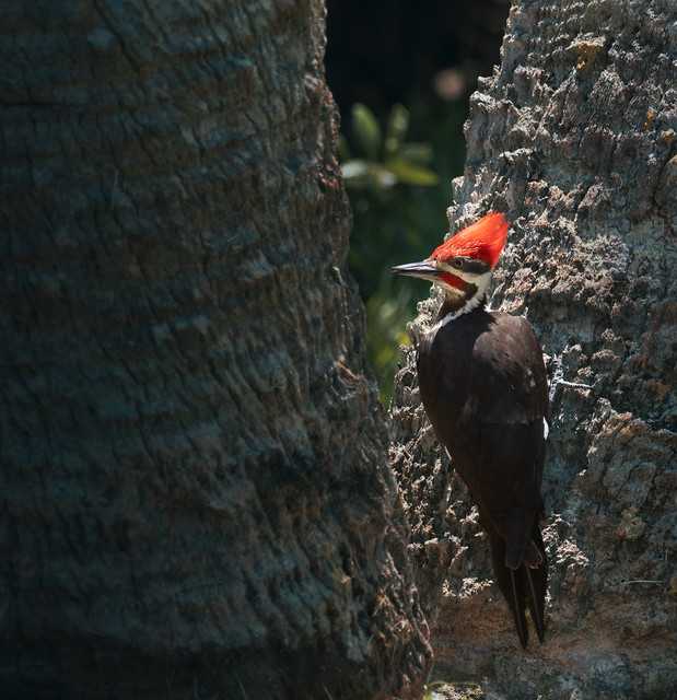 Pileated Woodpecker, Miami, FL