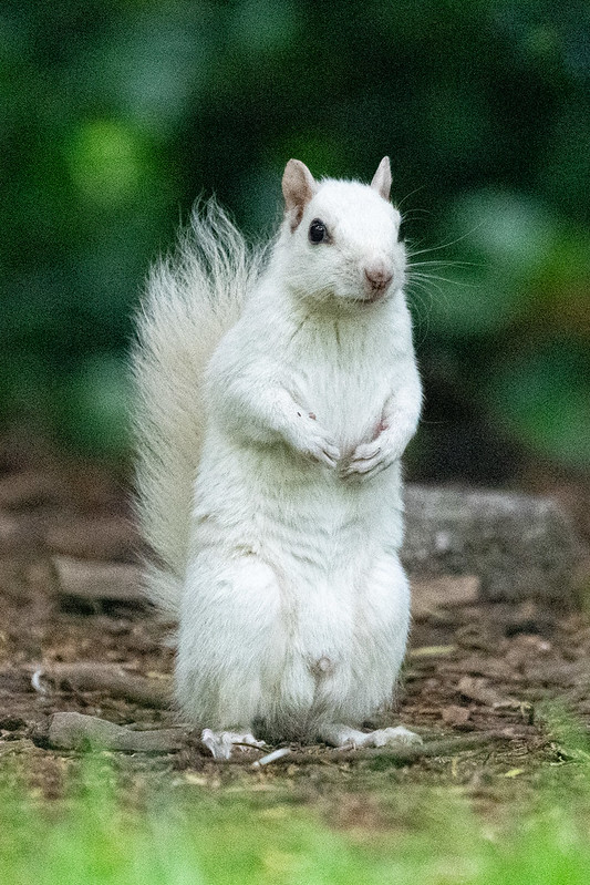 white-squirrel-4392