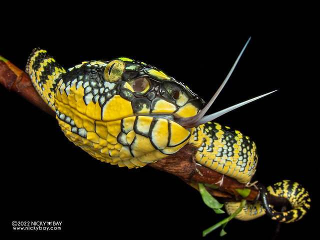 Wagler's pit viper (Tropidolaemus wagleri) - P5076989