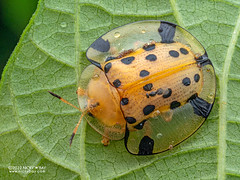 Tortoise beetle (Aspidimorpha miliaris) - P5076820