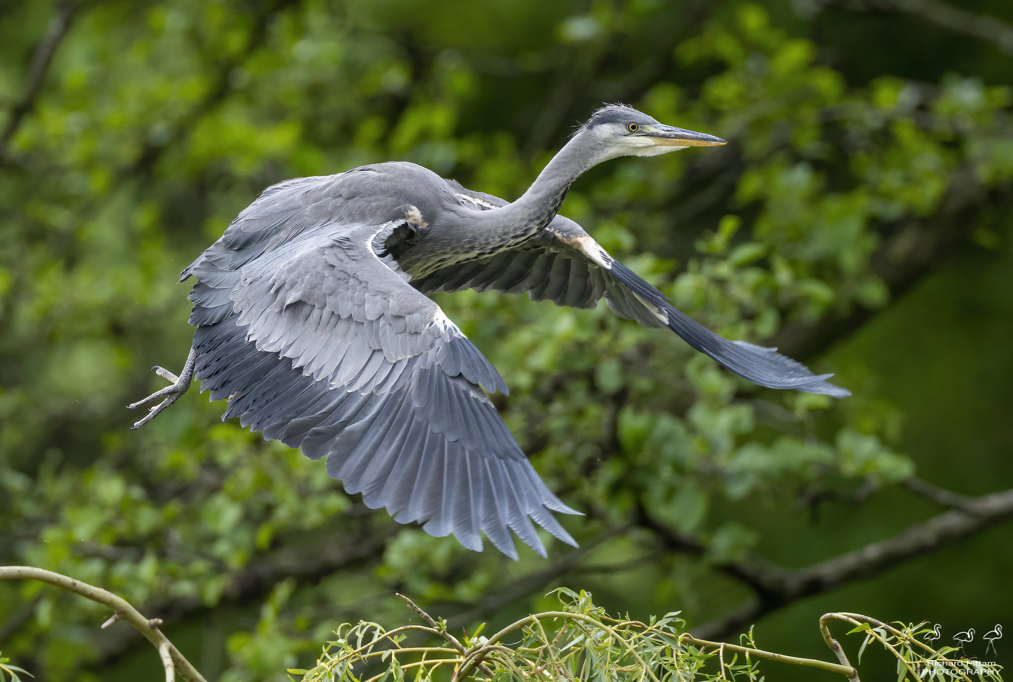 Grey Heron nest site - juvenile first flight....