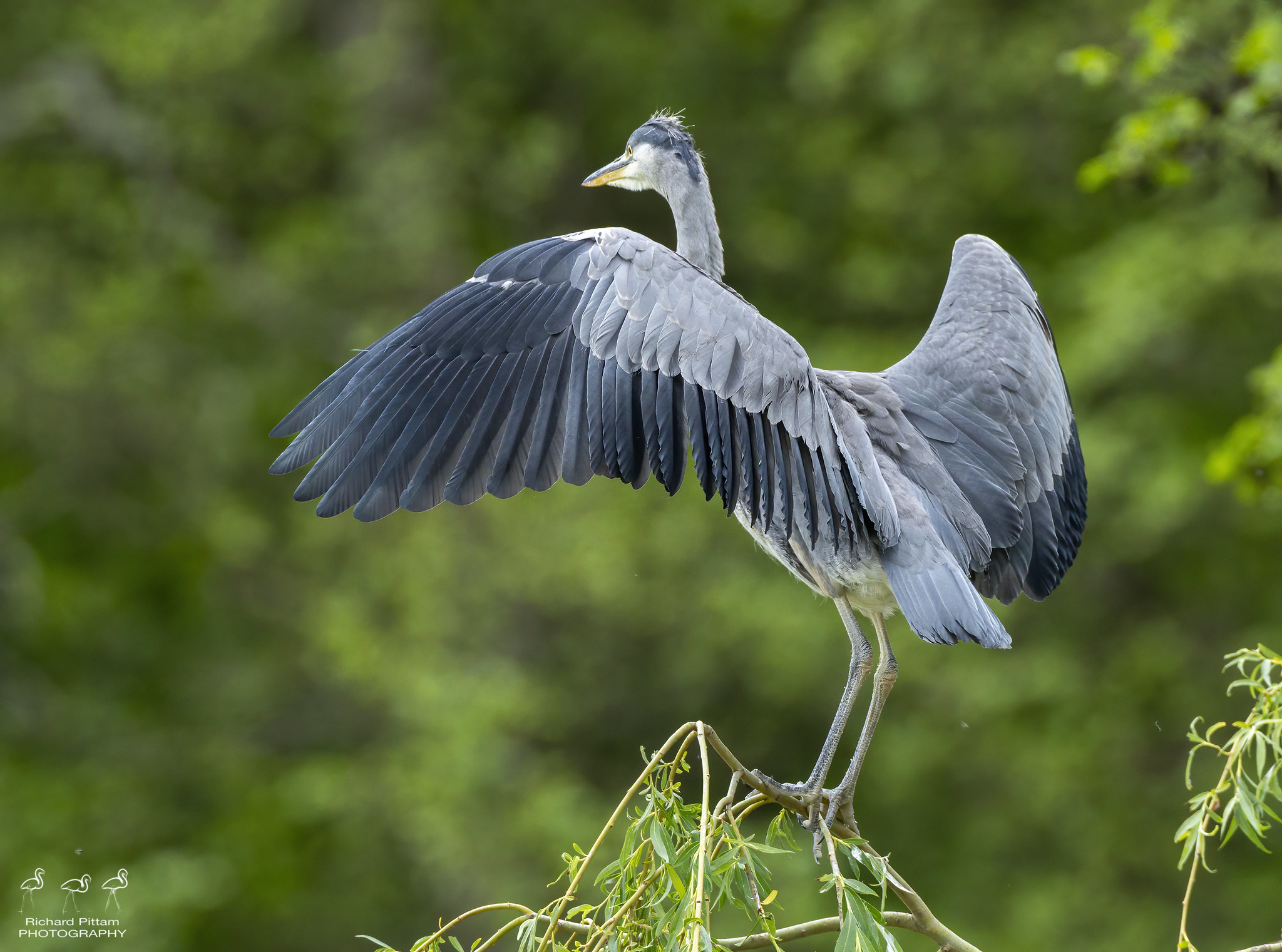 Grey Heron nest site - juvenile wing flapping..
