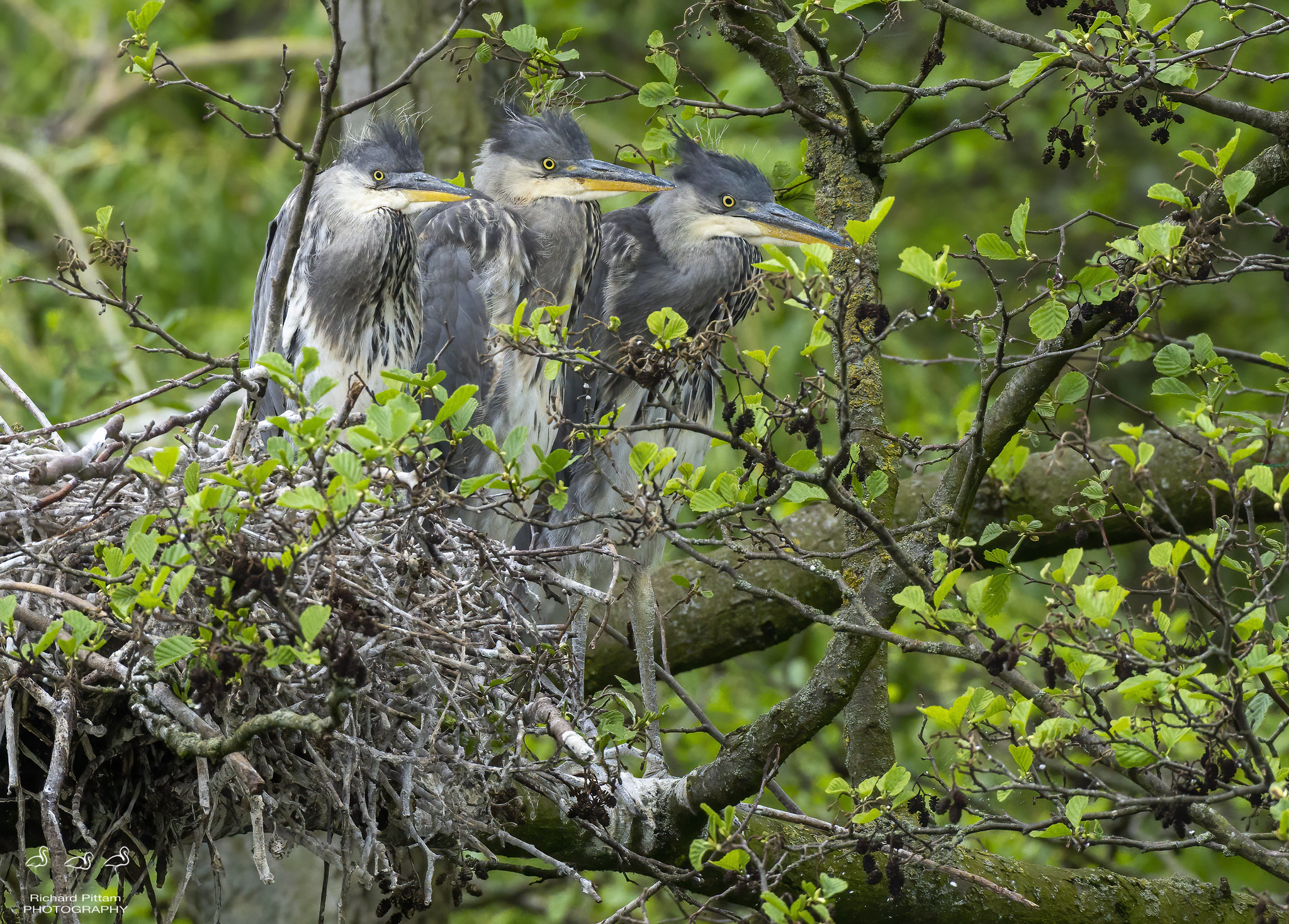 Grey Heron nest site - juveniles at the nest