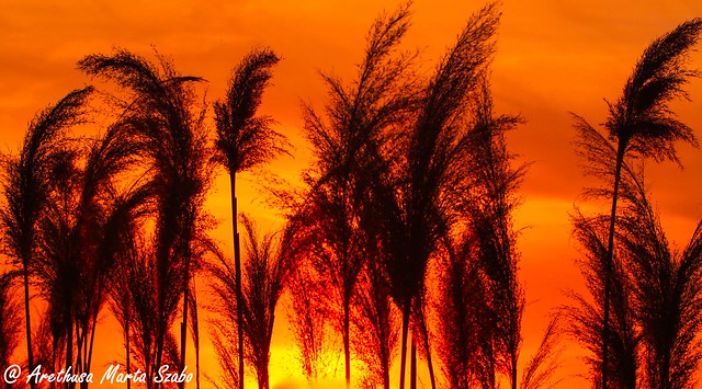 Sunset Through The Reeds - Naplemente a nádasból