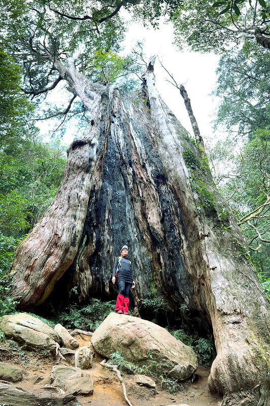 Beidelaman Trail and Mt. Neiniaozui: Giant Tree Park