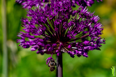 Bee on ball of leek - Purple Sensation (Allium aflatunense)