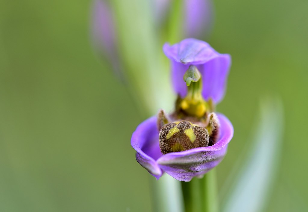 Ophrys apifera en su nido (Mallorca)