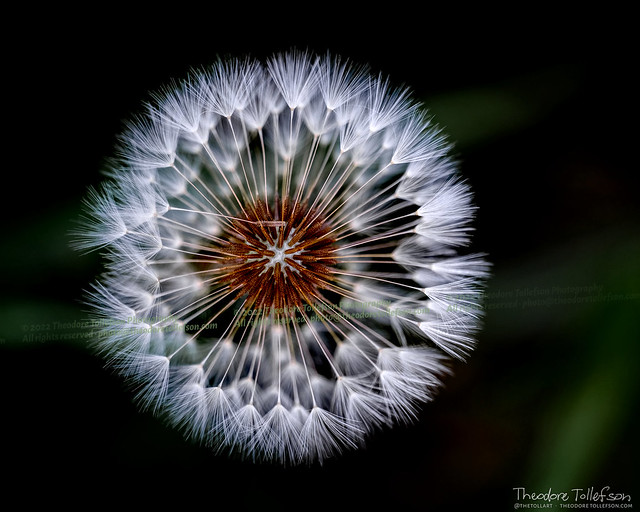 Dandelion Seeds by Theodore Tollefson
