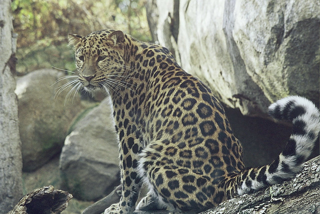 (0) Gazing Amur Leopard (0)