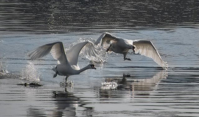 FIGHTING SWANS.     (. TIME TO GO.  )