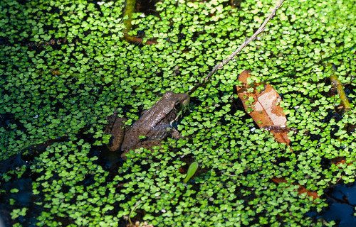 Frog in the Swamp