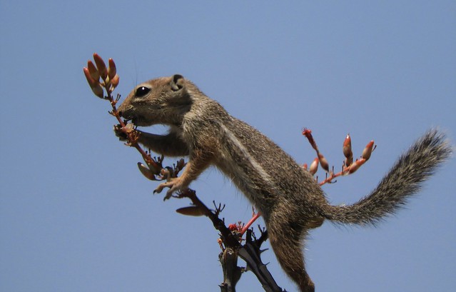 A Harris's Antelop Squirrel in an Ocotillo!