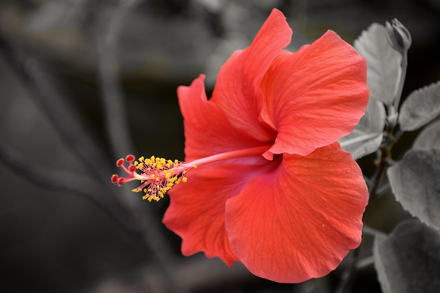 A red hibiscus as pretty as it can be!