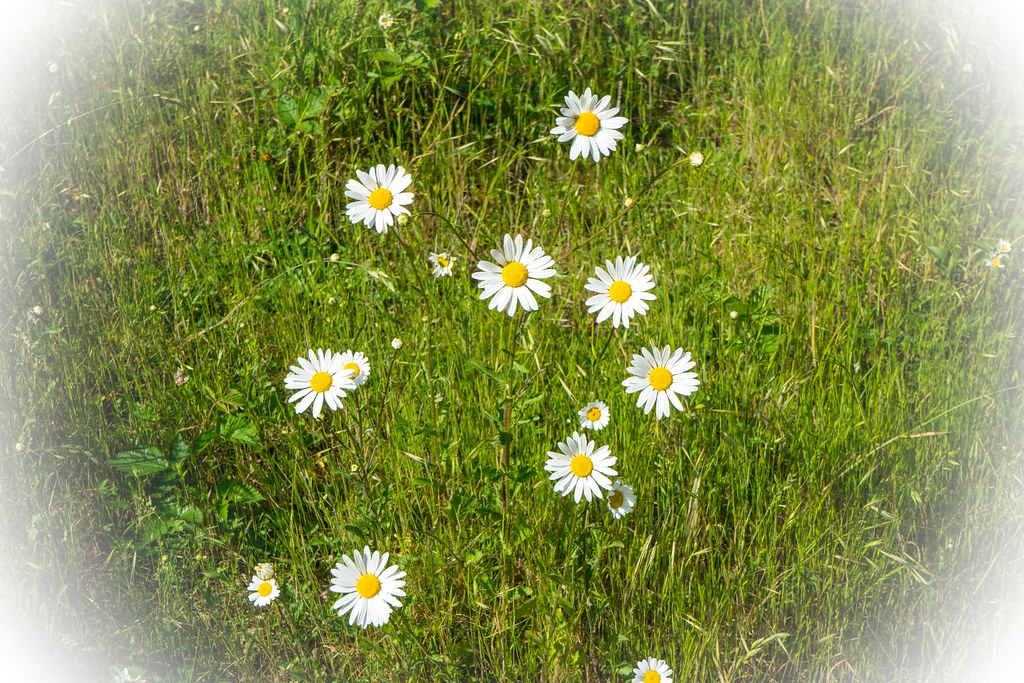 Daisy Daisy Daisy Daisy Daisy