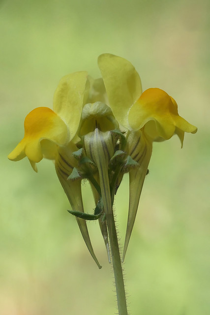 Linaria oblongifolia subsp. oblongifolia