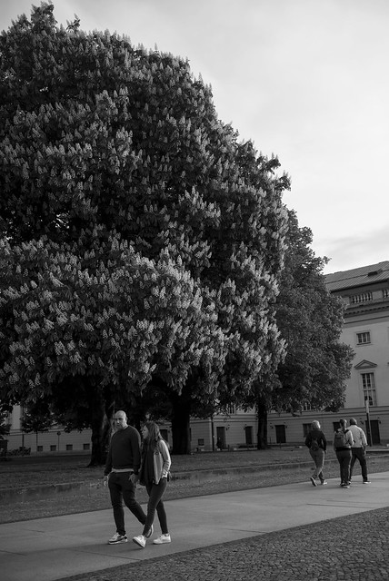under the chestnuts tree @ Unter den Linden, Berlin